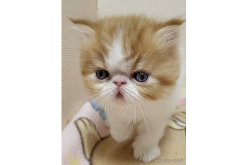 販売中の京都府のエキゾチックショートヘア-119061